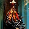 901butterflies